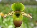 Paph. primulinum var. purpurascens